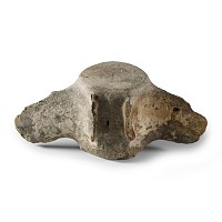 Natural History - Fossil Dolphin Vertebra