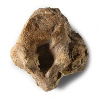 Natural History - Fossil Deltadromeus Theropod Dinosaur Vertebra