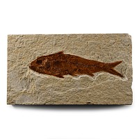 Natural History - Knightia Fossil Fish