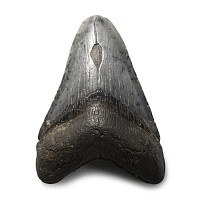 Natural History - Megalodon Giant Shark Fossil Tooth
