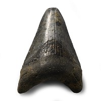 Natural History - Megalodon Giant Shark Fossil Tooth