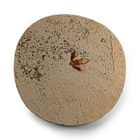 Natural History - Fossil Moss Bug Insect