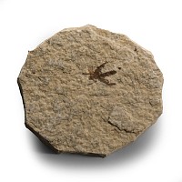 Natural History - Fossil Fly
