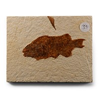 Natural History - Fossil Diplomystus Fish