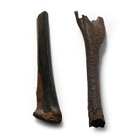 Natural History - Fossil Bird Bone Group