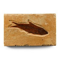 Natural History - Knightia Fossil Fish