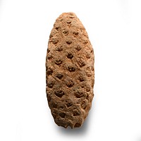 Natural History - Fossil Pine Cone