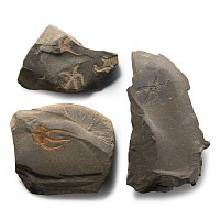 Natural History - Fossil Brittle Star Group