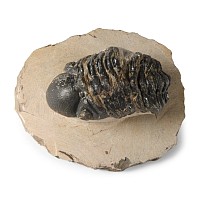 Natural History - Fossil Reedops Trilobite