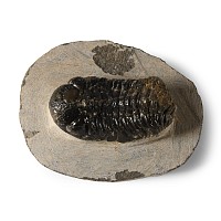 Natural History - Fossil Speculator Trilobite