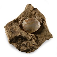 Natural History - Fossil Crab