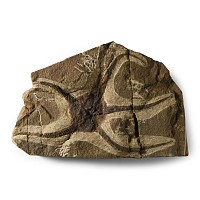 Natural History - Fossil Brittle Star