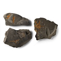 Natural History - Fossil Brittle Star Group