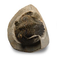 Natural History - Fossil Metcanthina Trilobite