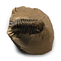 Natural History - Fossil Gibbus Trilobite