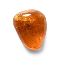Natural History - Insects in Baltic Amber