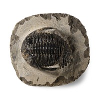Natural History - Fossil Metcanthina Trilobite