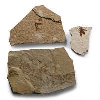 Natural History - Fossil Fly and Insect Group