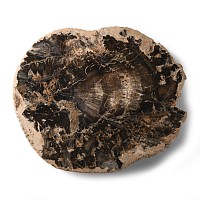 Natural History - Fossilised Wood Section
