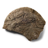 Natural History - Fossil Barasaur Reptile Skeletons