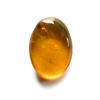 Natural History - Amber with Insect Inclusion