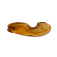 Natural History - Amber with Insect Inclusion