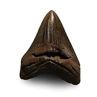 Natural History - Megalodon Giant Shark Fossil Tooth