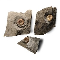 Natural History - British Promicroceras Fossil Ammonite Group