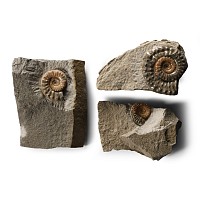 Natural History - British Microderoceras Fossil Ammonite Group