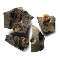 Natural History - British Promicroceras Fossil Ammonite Group