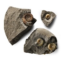 Natural History - British Promicroceras Fossil Ammonite Group