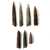 Natural History - British Fossil Belemnite Group