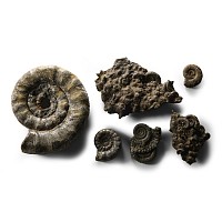 Natural History - British Mixed Pyrite with Ammonite Graveyards