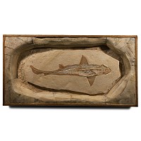 Natural History - Cretaceous Fossil Reef Shark