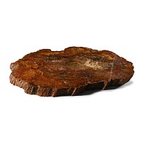 Huge Section of Fossilised 'Rainbow' Wood