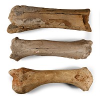 Natural History - Large British Woolly Rhinoceros Fossil Leg Bone Group