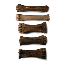 Natural History - British Bison Fossil Leg Bone Group