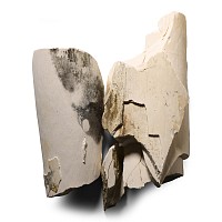 Natural History - British Woolly Mammoth Fossil Tusk Section Group