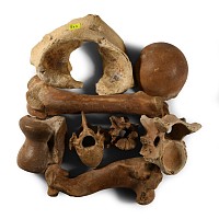 Natural History - British Wild Boar and Other Fossil Bone Group