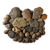 Historic Mixed Fossil Collection