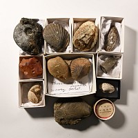 Natural History - Historic Mixed Fossil Collection