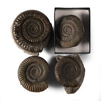 Natural History - British Fossil Ammonite Collection