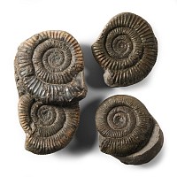 Natural History - British Fossil Ammonite Collection