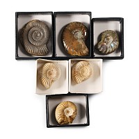 Natural History - Fossil Ammonite Collection