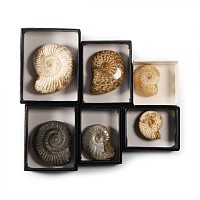 Natural History - Fossil Ammonite Collection
