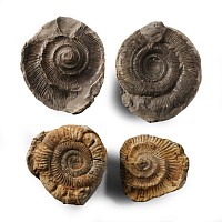 Natural History - British Fossil Ammonite Nodule Group