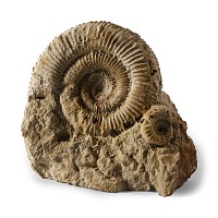 Natural History - British Fossil Ammonite Display