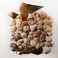 Natural History - Sanibel Island, USA, Seashell Collection