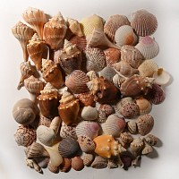 Natural History - Sanibel Island, USA, Seashell Collection