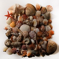 Natural History - Mixed Seashell Collection